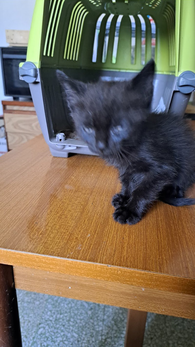 Pelosi & Vanitosi - Foto 3