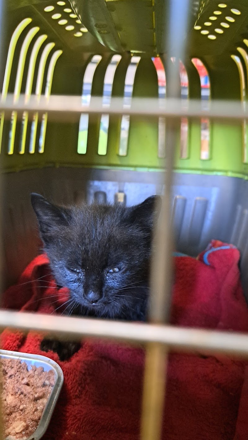 Pelosi & Vanitosi - Foto 4