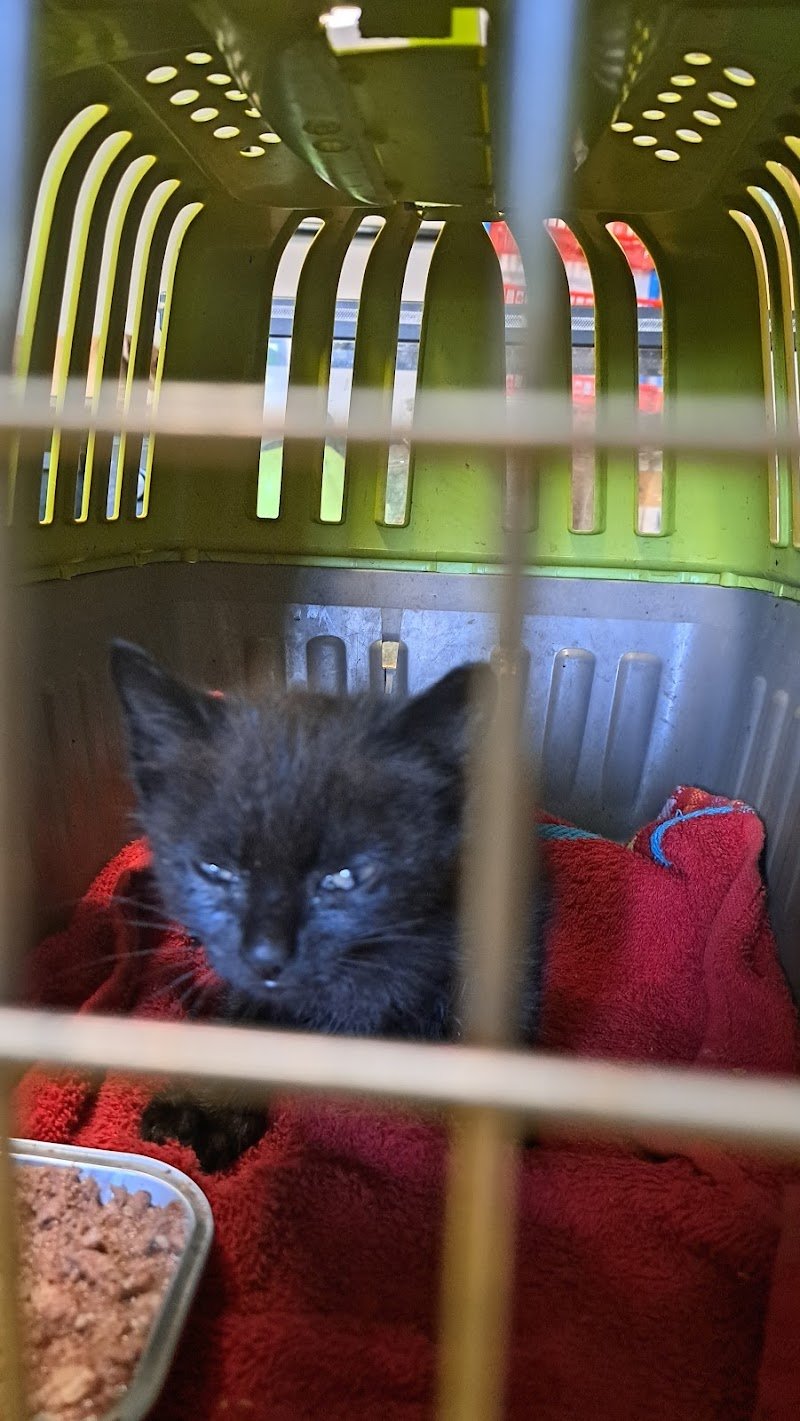 Pelosi & Vanitosi - Foto 5