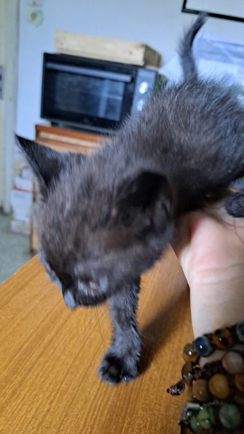 Pelosi & Vanitosi - Foto 6