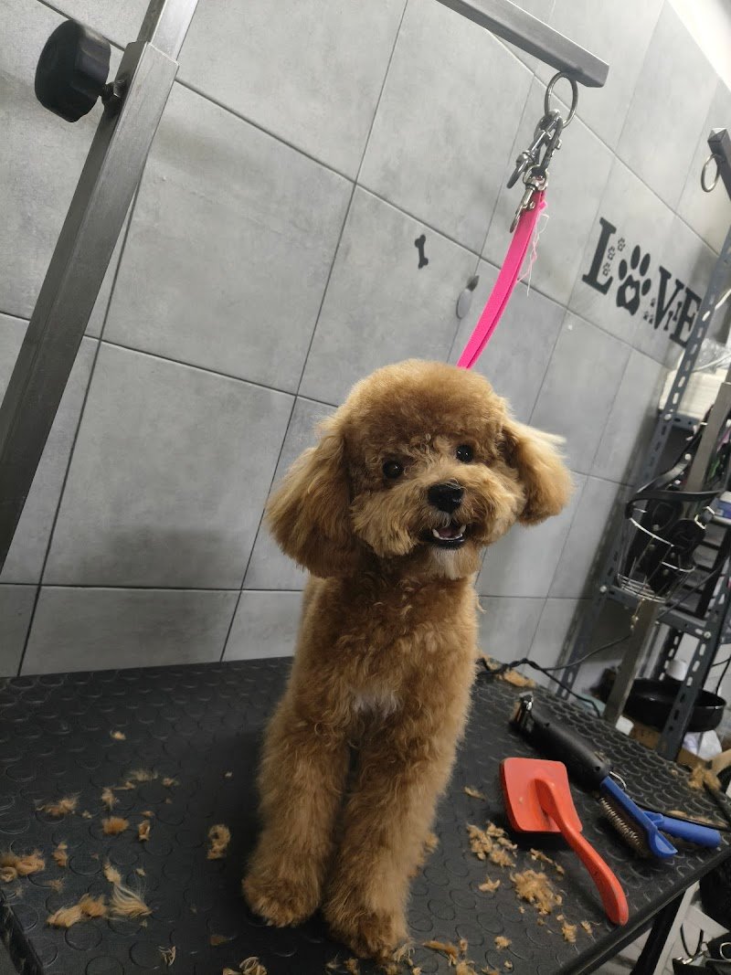 PELOSI&PROFUMATI TOELETTATURA - Foto 2