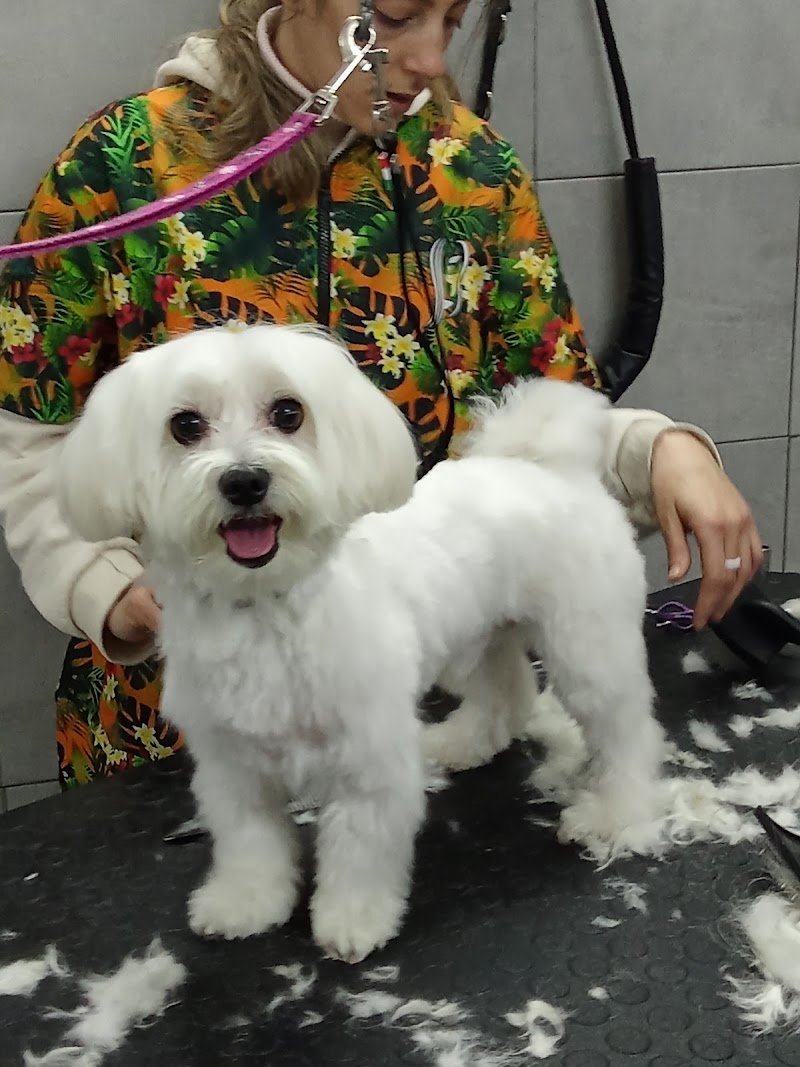 PELOSI&PROFUMATI TOELETTATURA - Foto 5