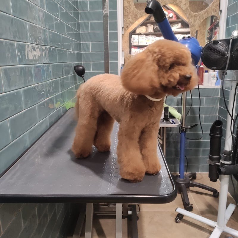 Pelú pet shop & Care - Foto 4