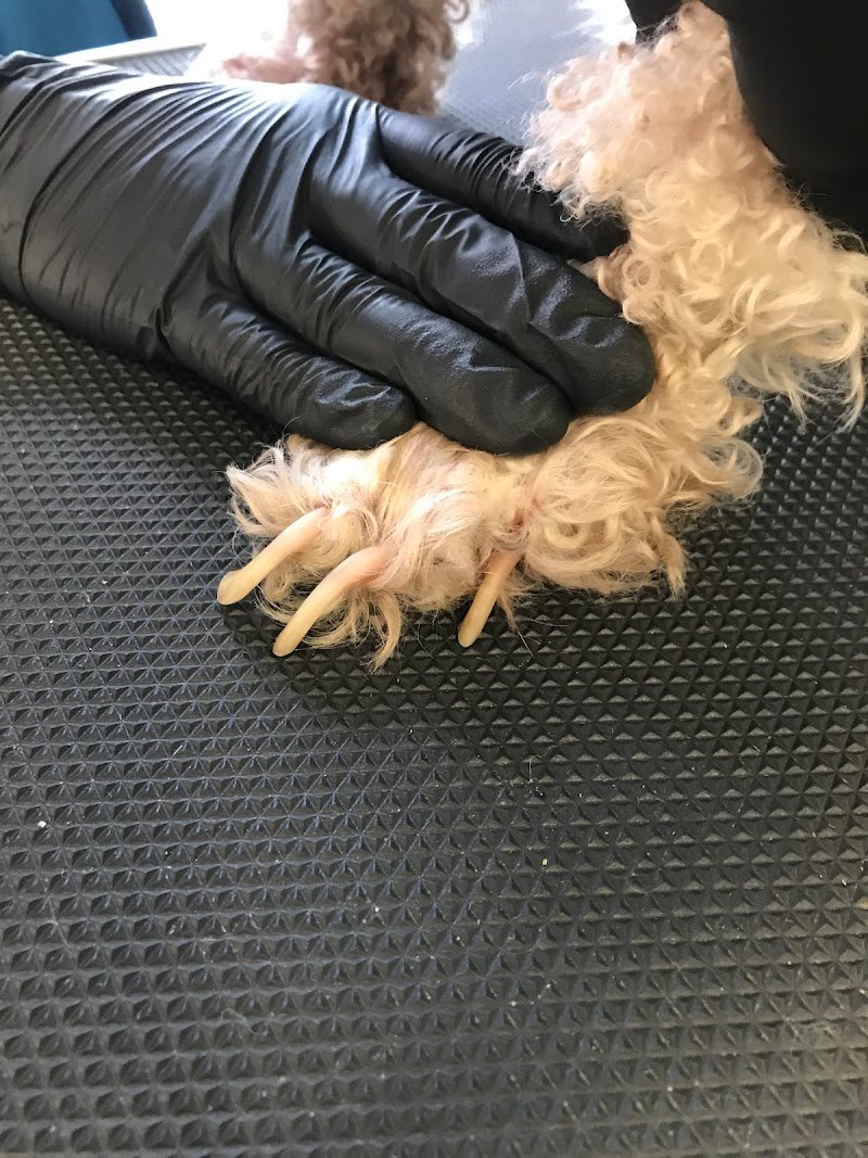 Peluche - Toelettatura cani e gatti - Foto 1