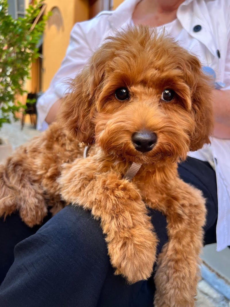 Peluche - Toelettatura cani e gatti - Foto 2