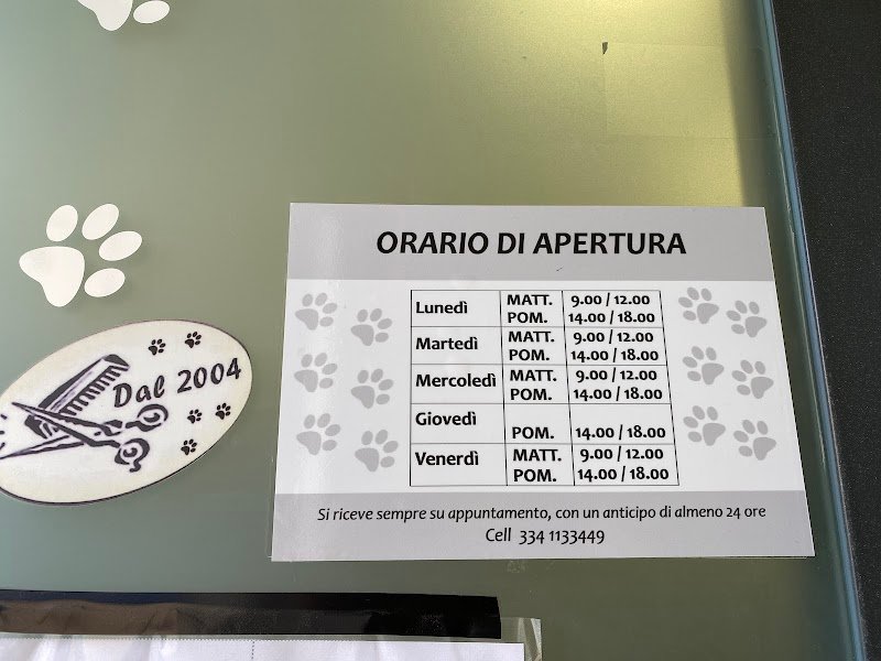 Peluche - Toelettatura cani e gatti - Foto 3