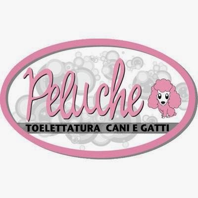 Peluche - Toelettatura cani e gatti - Foto 4