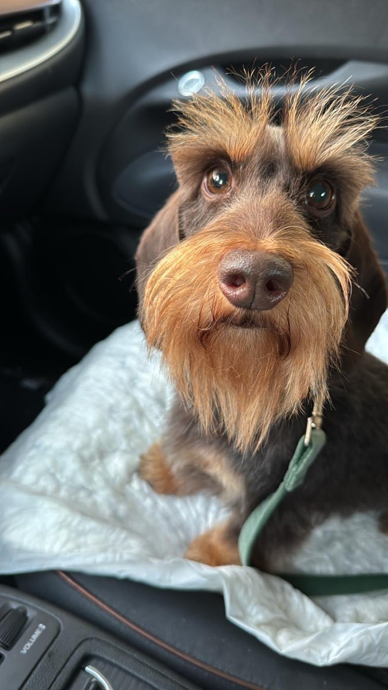 Peluqueria Canina - Foto 1