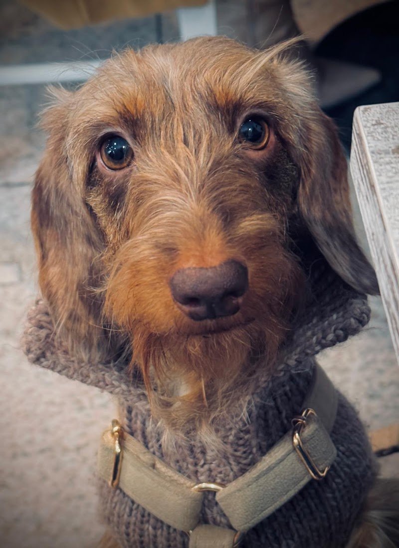 Peluqueria Canina - Foto 2