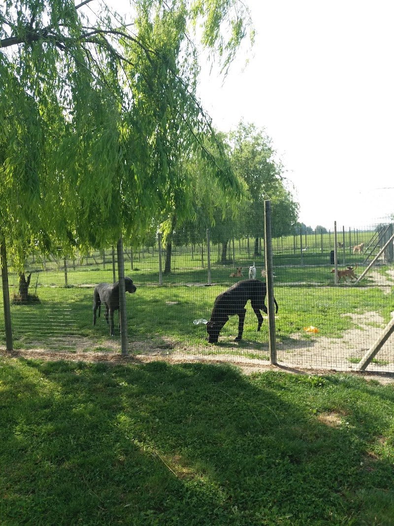 Pensione per cani Mondo Cane - Foto 5