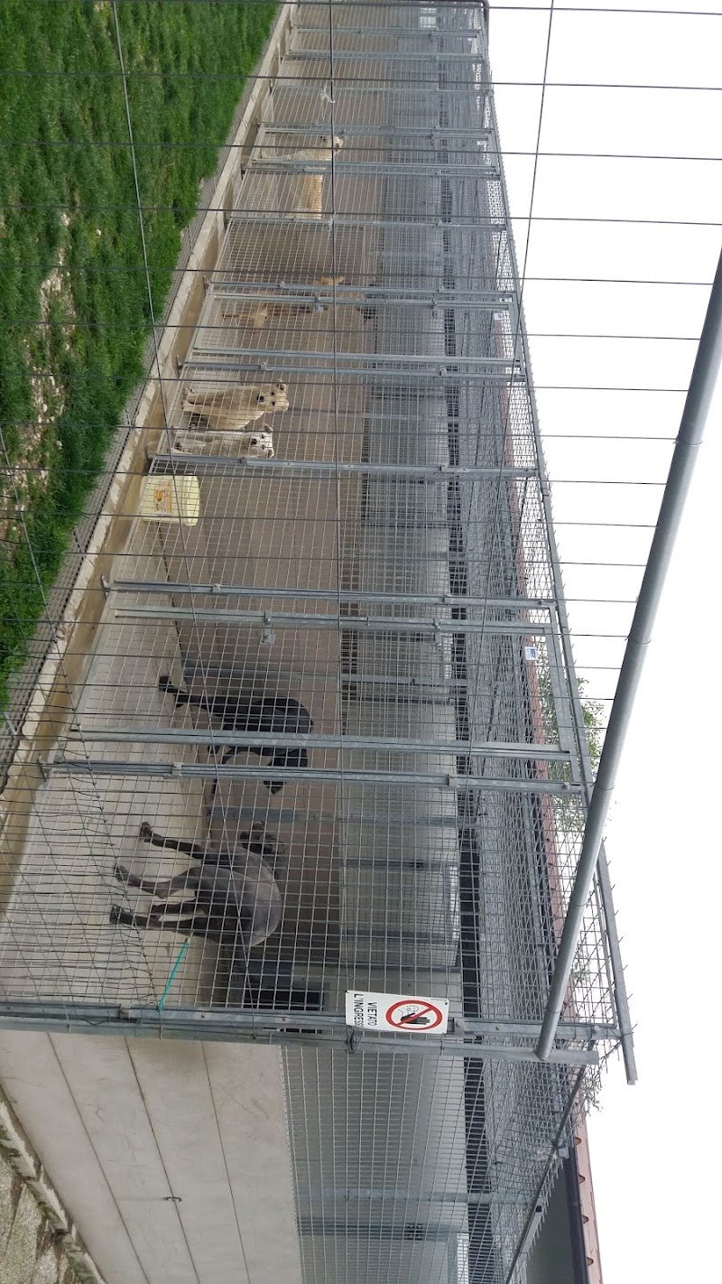 Pensione per cani Mondo Cane - Foto 6