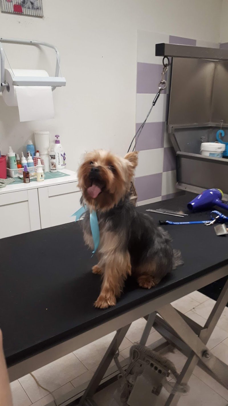 PER TUTTI I MUSI - Foto 2