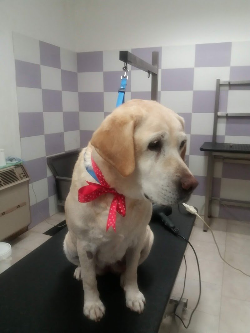 PER TUTTI I MUSI - Foto 3