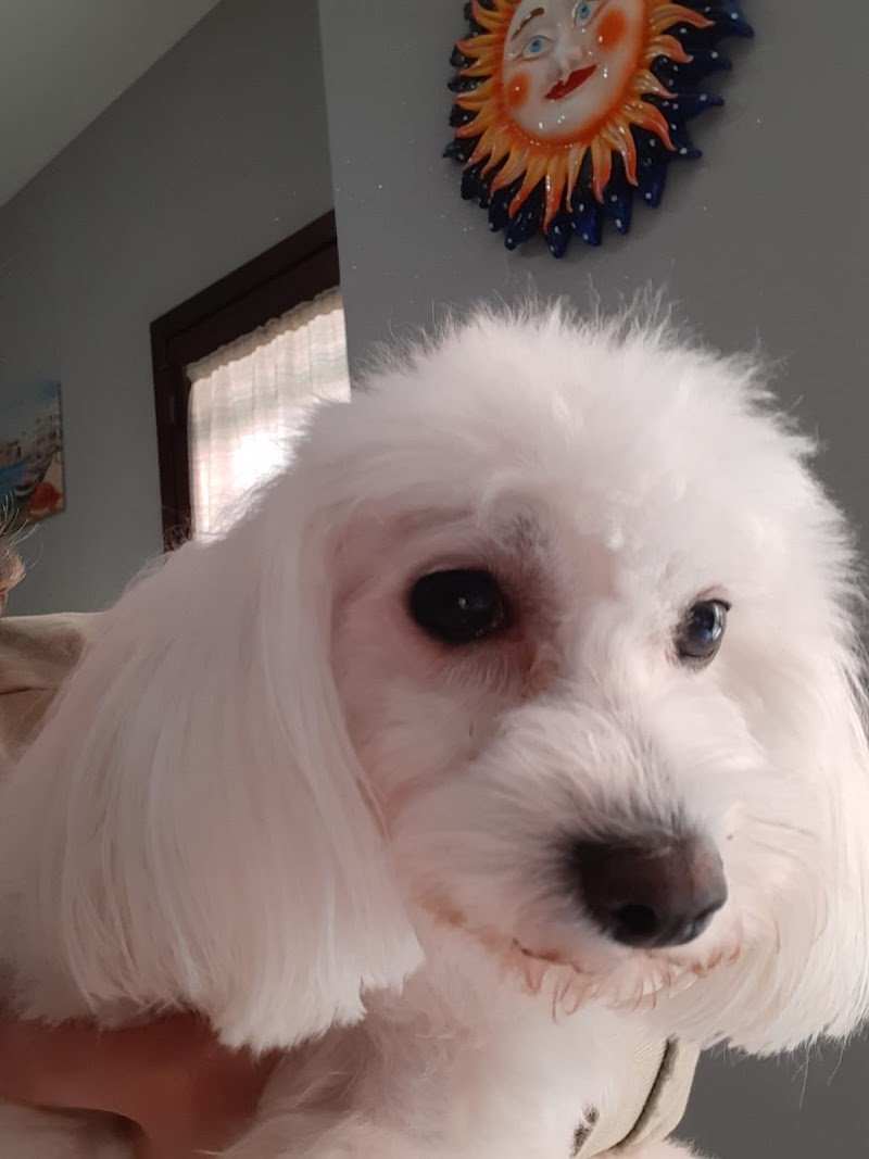 PER TUTTI I MUSI - Foto 4