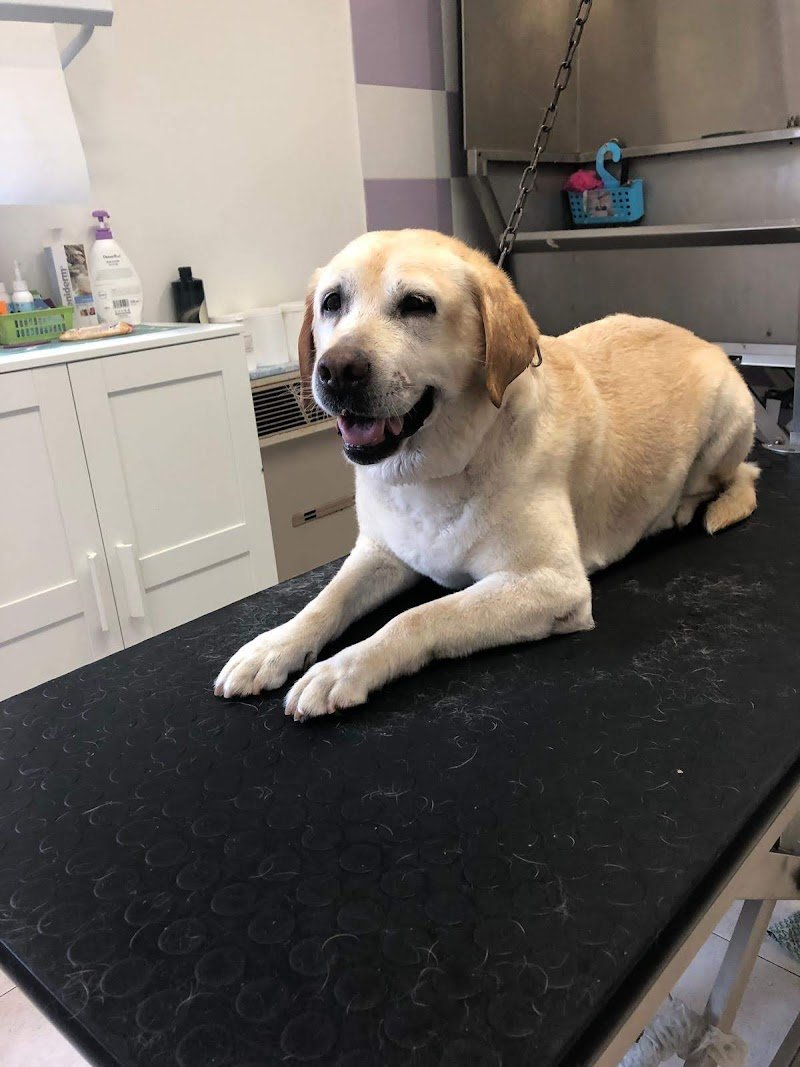 PER TUTTI I MUSI - Foto 5