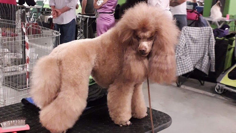 Per un Pelo - Foto 1