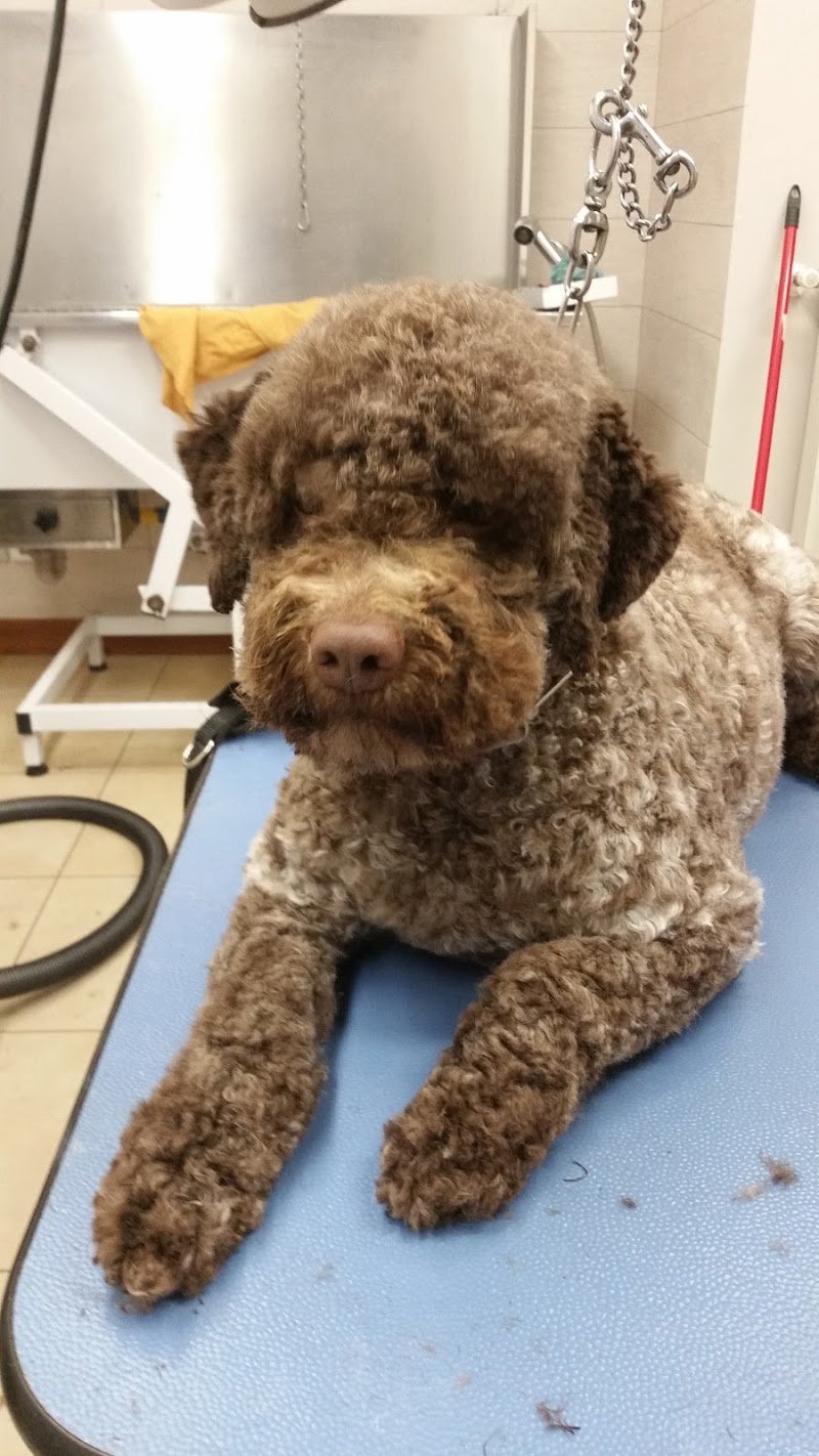 Per un Pelo - Foto 6