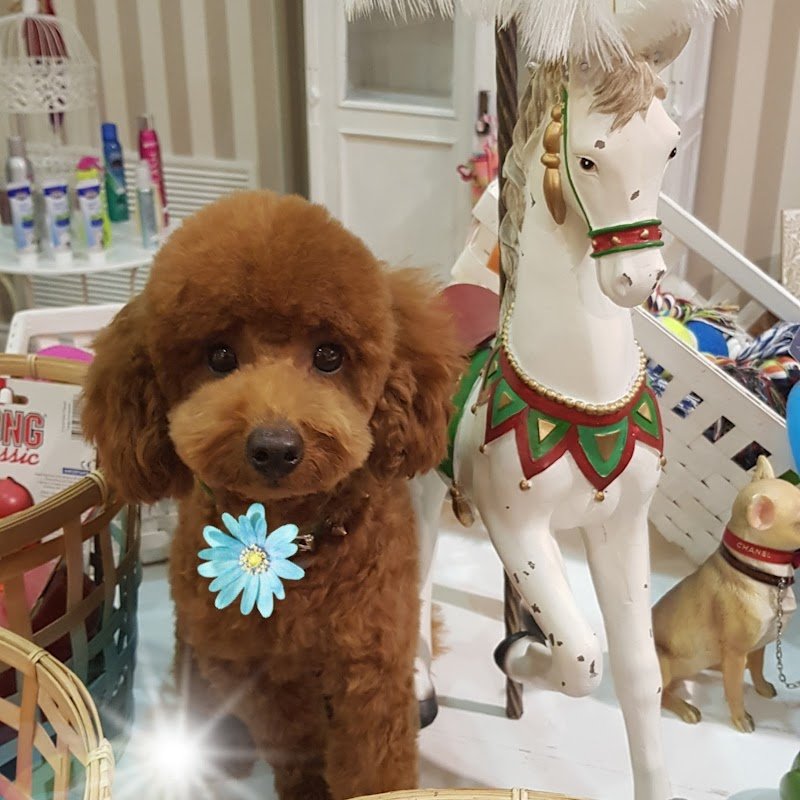 Per Un Pelo - Foto 3