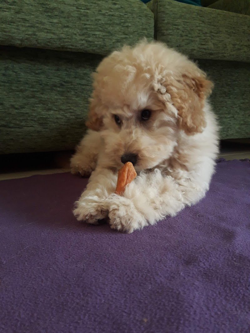 Per Un Pelo - Foto 5