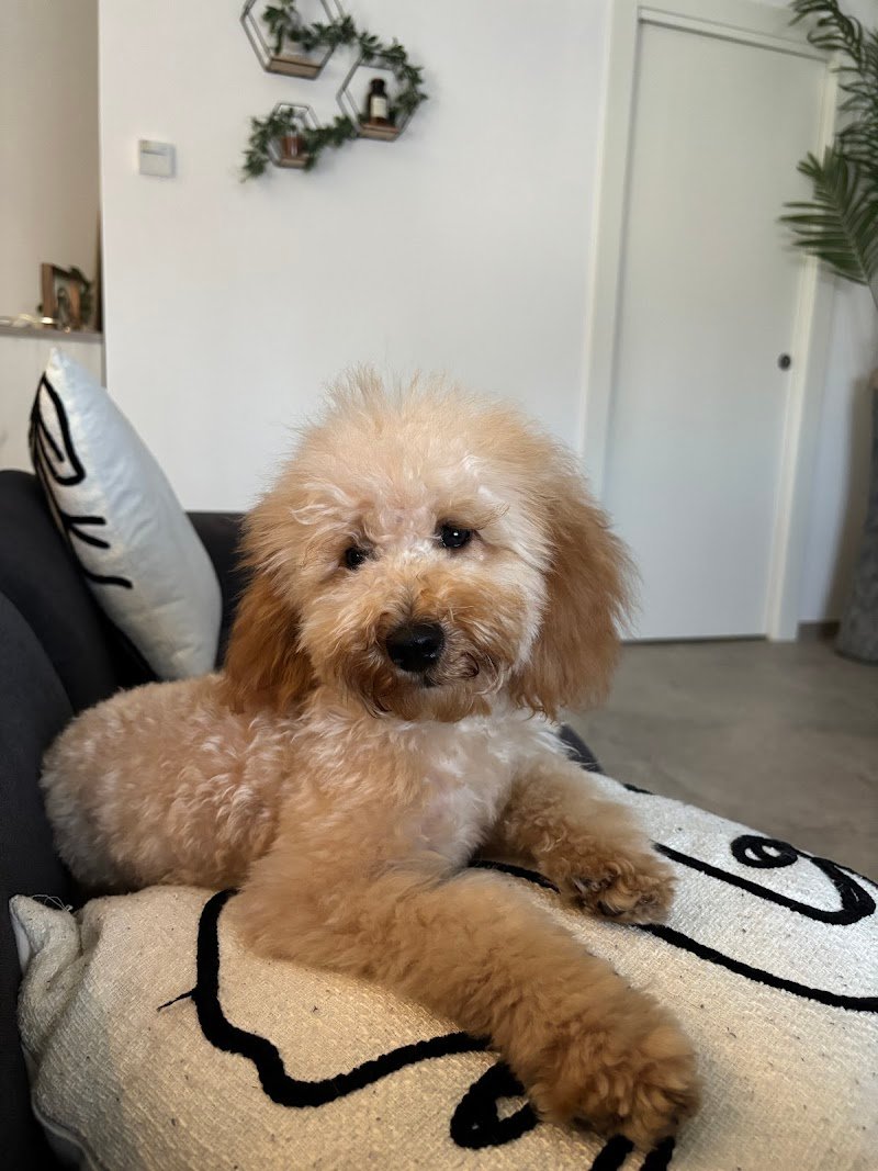 Per un Pelo! - Foto 1