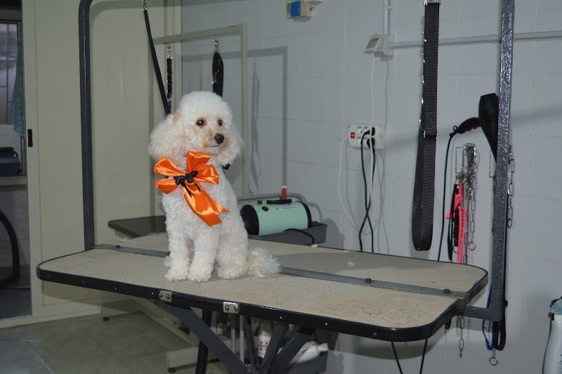 Per un Pelo! - Foto 3