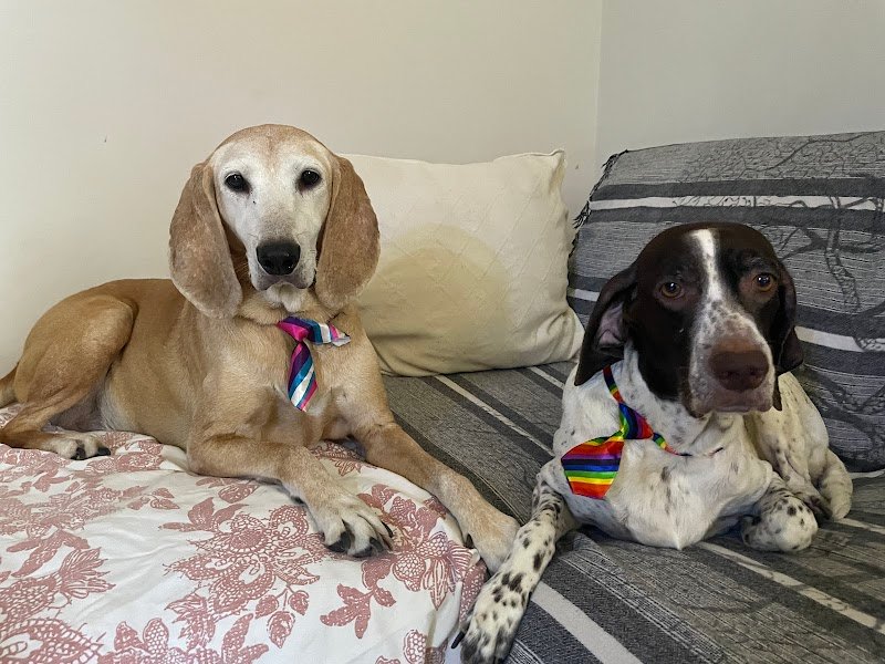 Per un Pelo! - Foto 4