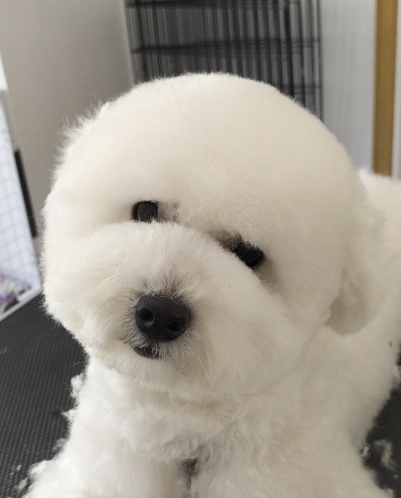 per un pelo toelettatura garlasco - Foto 2