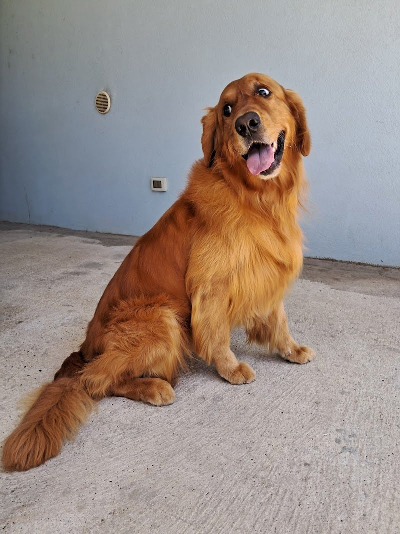 per un pelo toelettatura garlasco - Foto 3