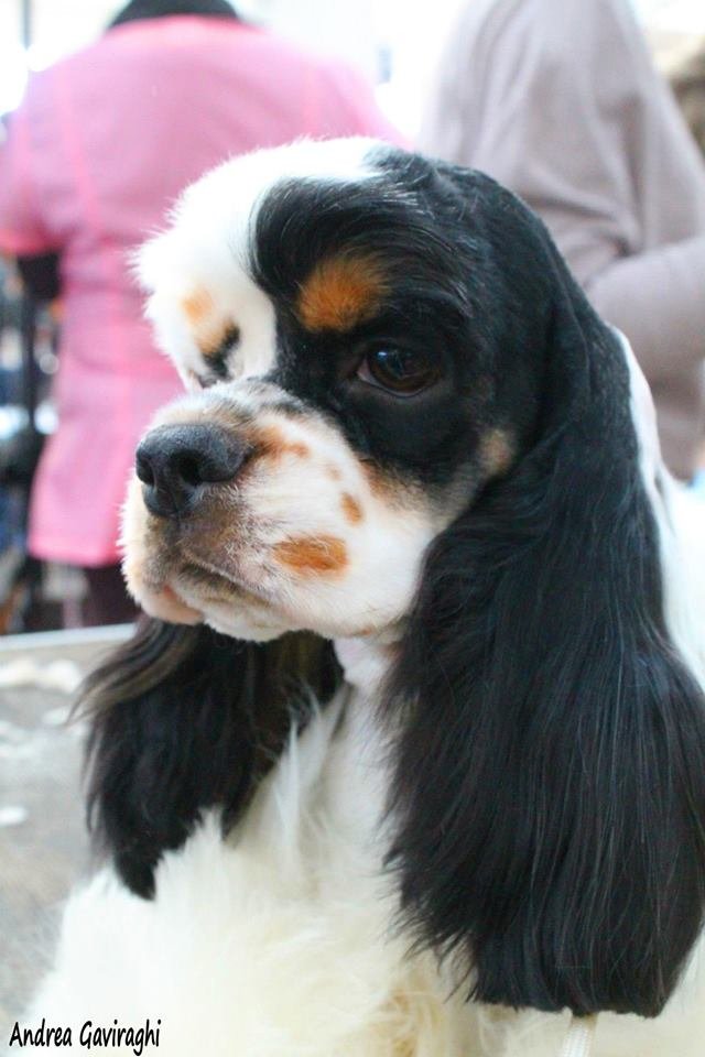 per un pelo toelettatura garlasco - Foto 4