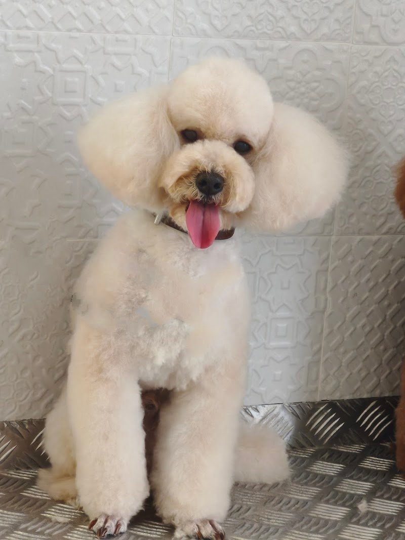 per un pelo toelettatura garlasco - Foto 5