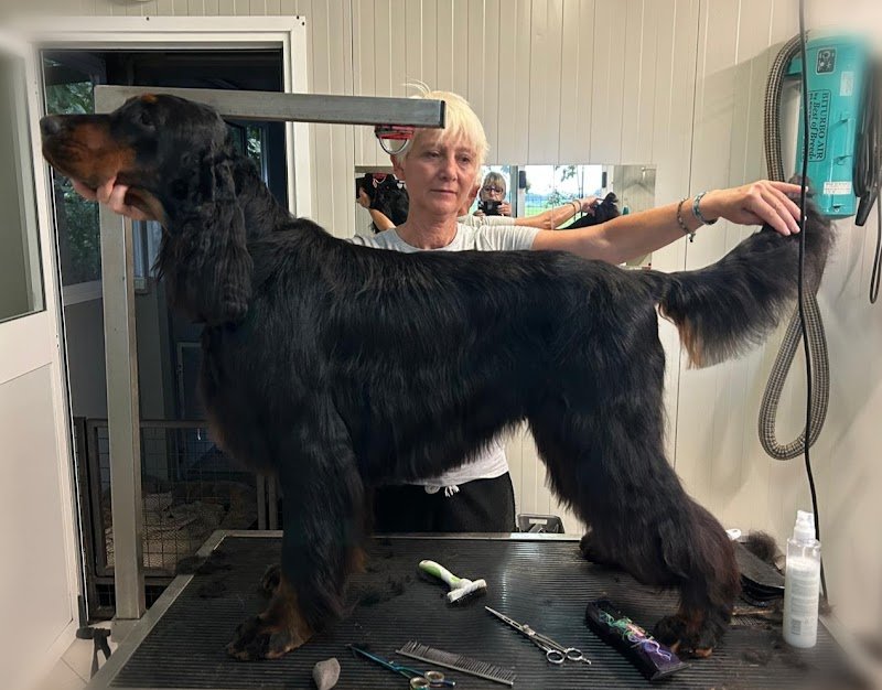 per un pelo toelettatura garlasco - Foto 6