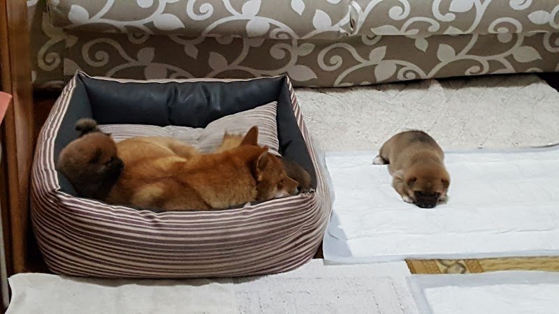 Per un pelo - toelettatura per animali da compagnia - Foto 3