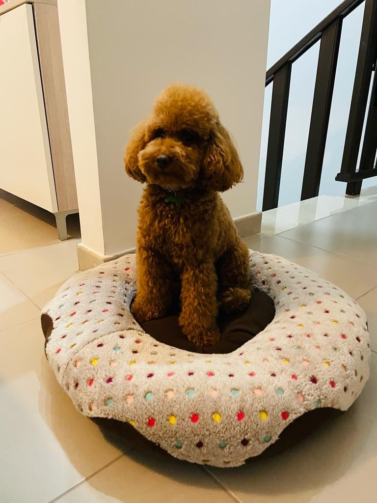 Per un pelo - Toelettatura - Pet Shop a Bisceglie - Foto 1