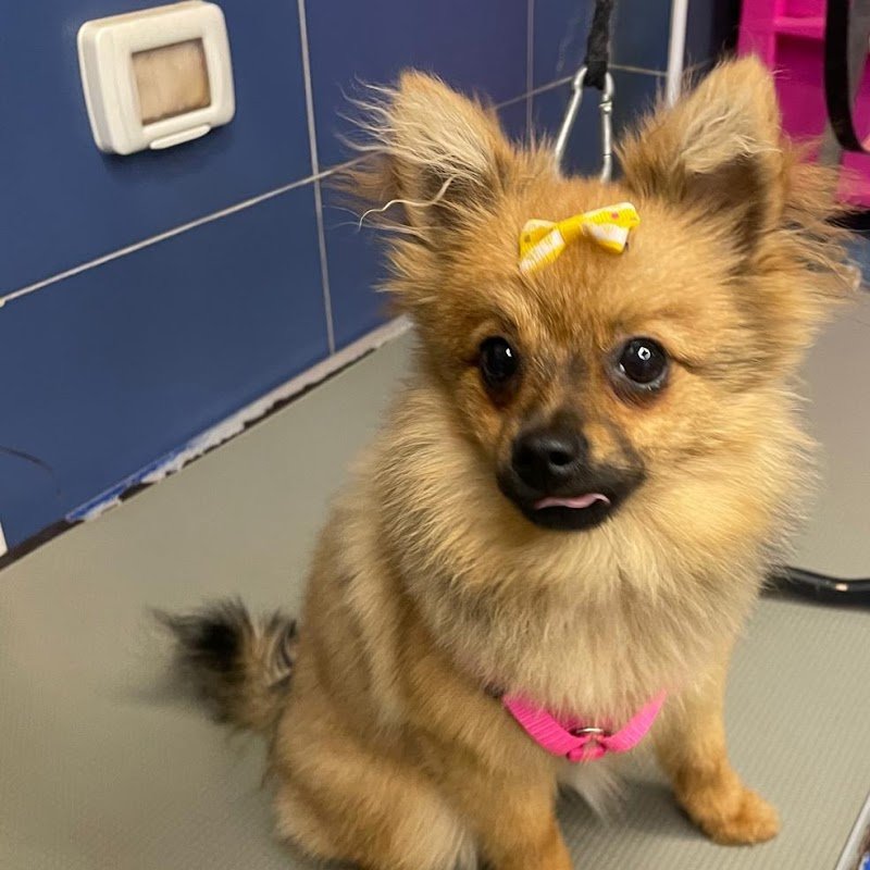 Per un pelo - Toelettatura - Pet Shop a Bisceglie - Foto 3