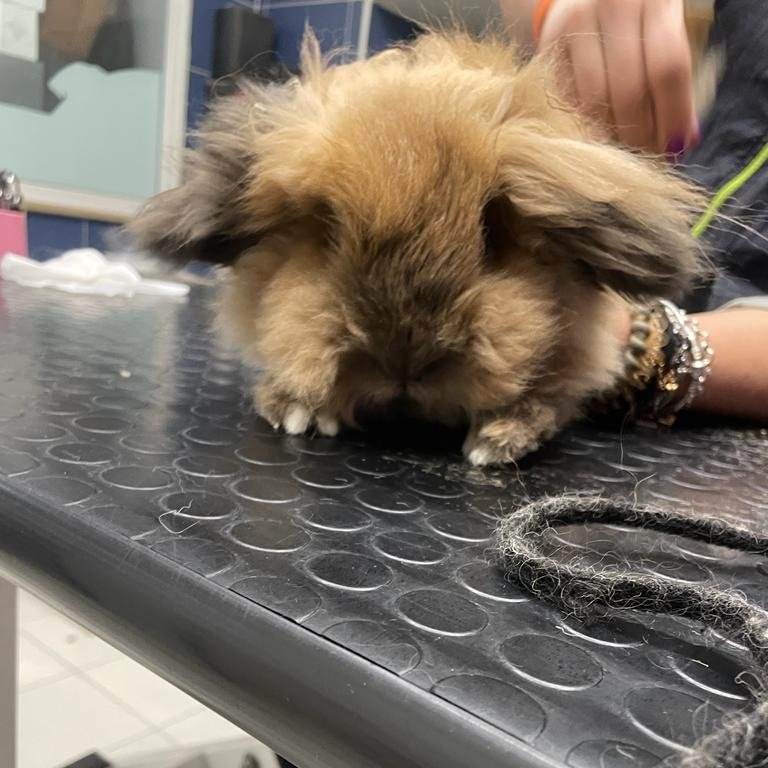 Per un pelo - Toelettatura - Pet Shop a Bisceglie - Foto 5