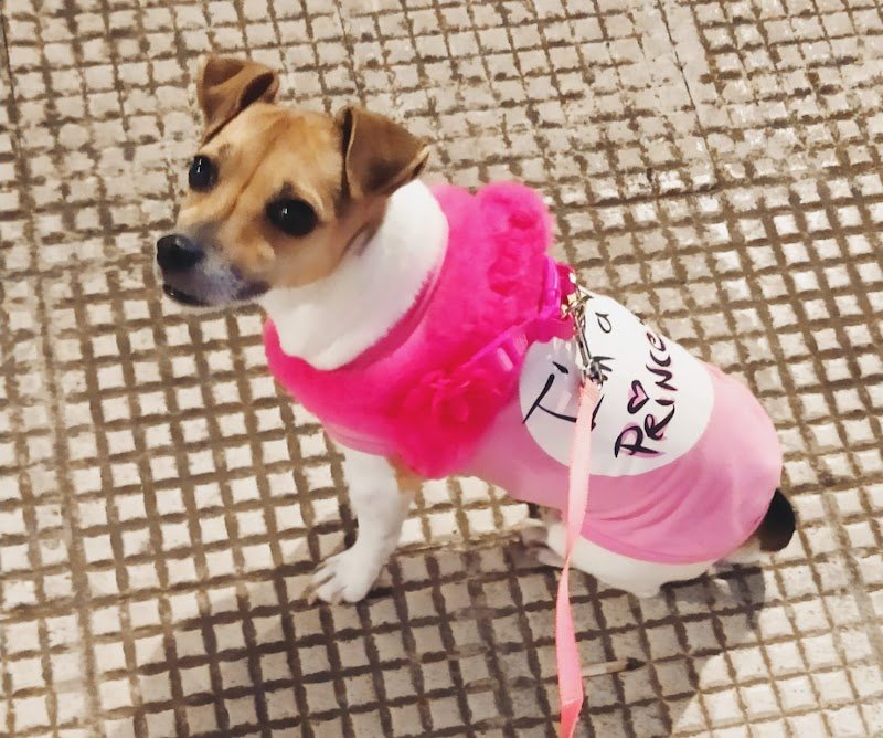 Per un pelo - Toelettatura - Pet Shop a Bisceglie - Foto 6