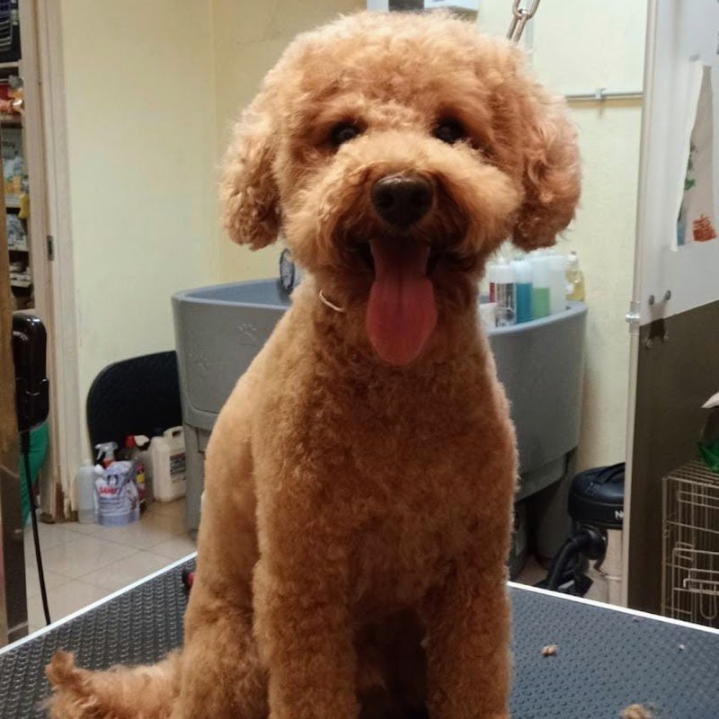 Per...baffo Toeletta e PetShop - Foto 2