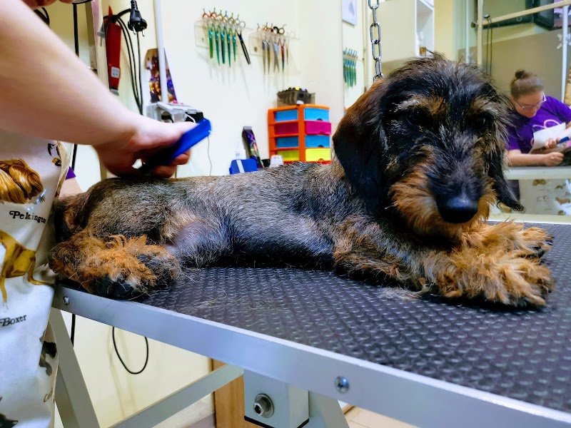 Per...baffo Toeletta e PetShop - Foto 3