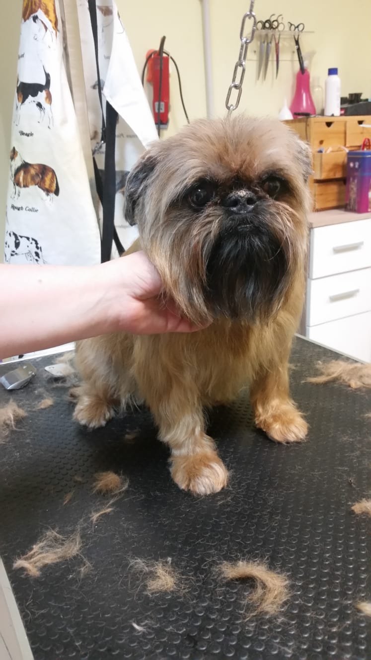 Per...baffo Toeletta e PetShop - Foto 6