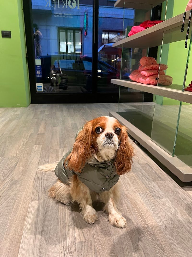 Pet à Porter - Foto 1