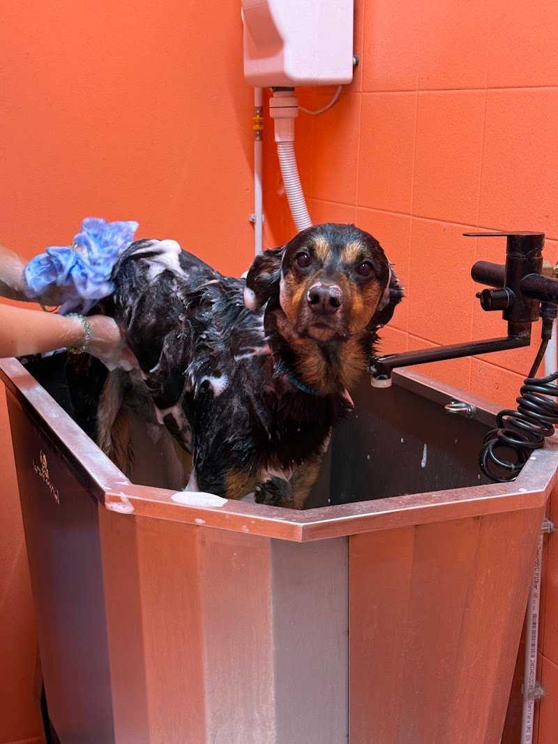 Pet à Porter - Foto 2