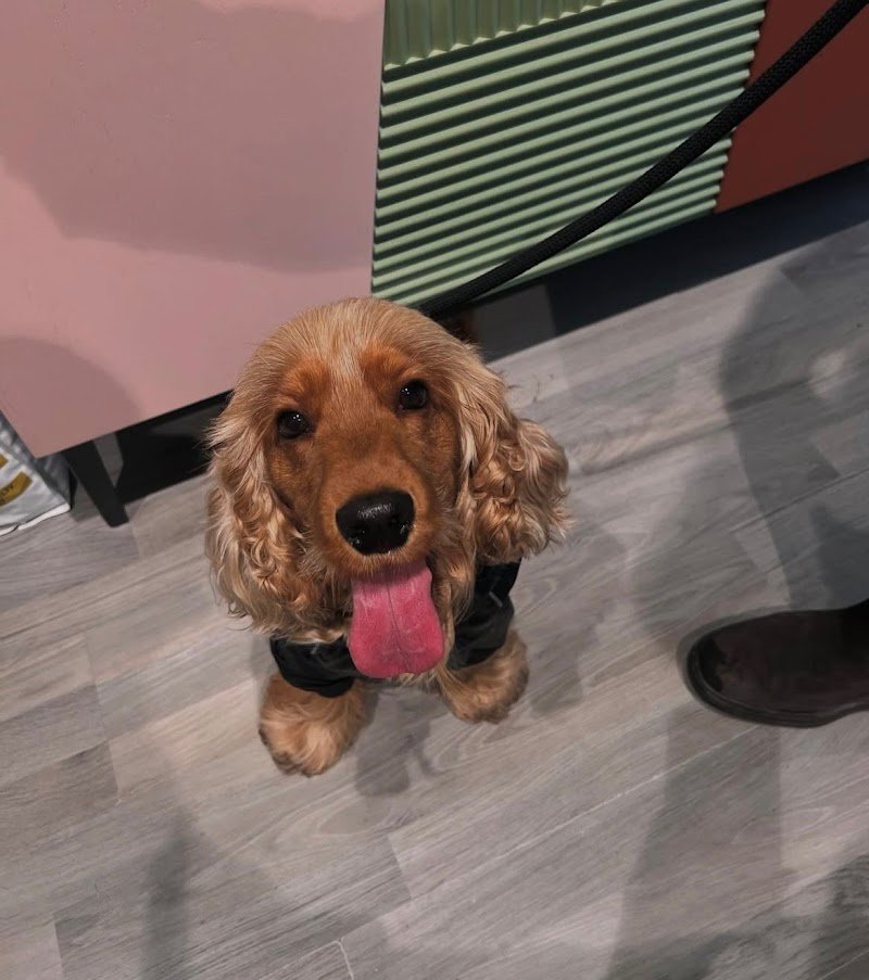 Pet à Porter - Foto 5