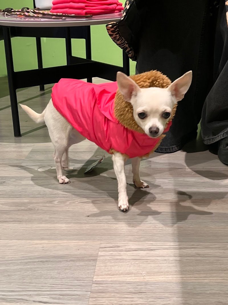 Pet à Porter - Foto 6