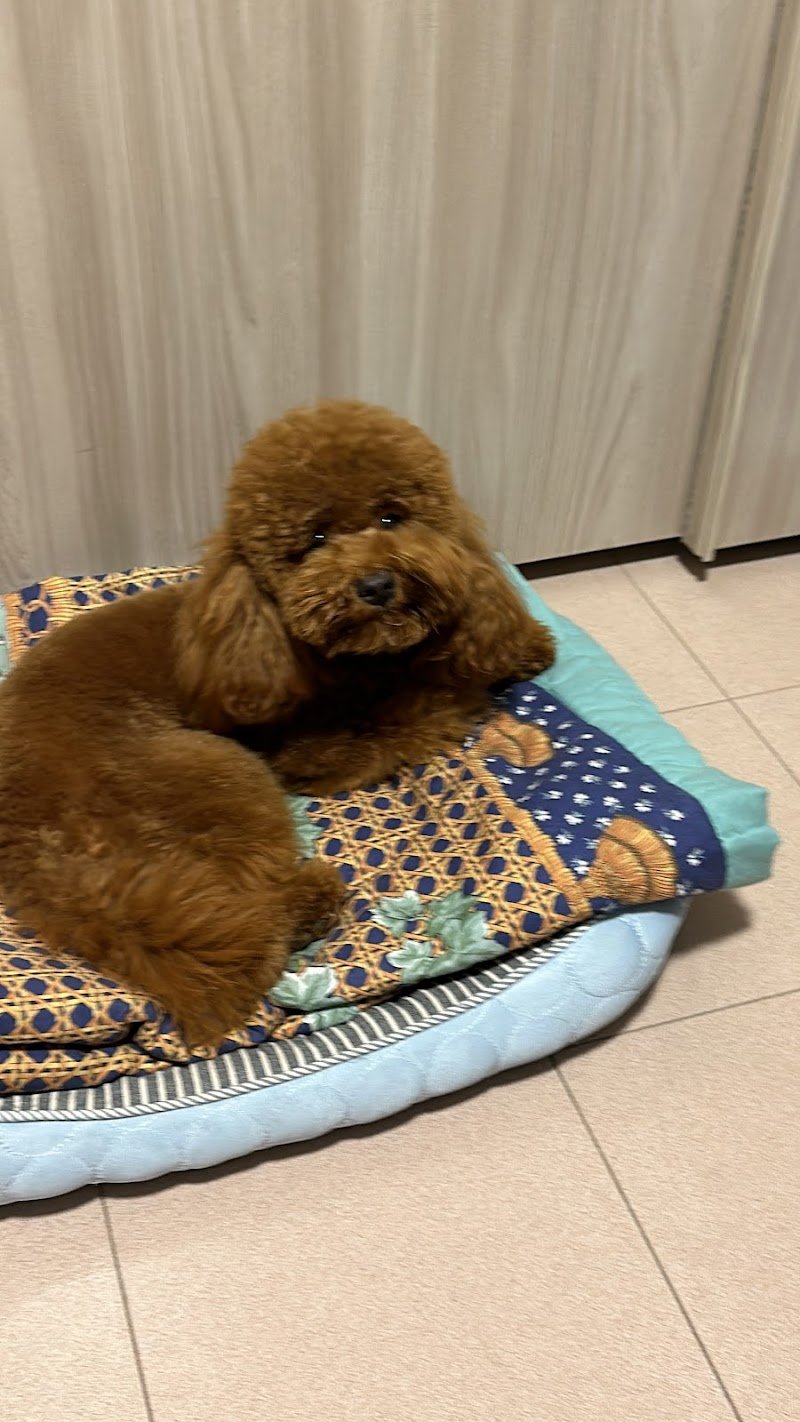 Pet à Porter & Pet à Porter Beauty di Laura Bianchi - Foto 3