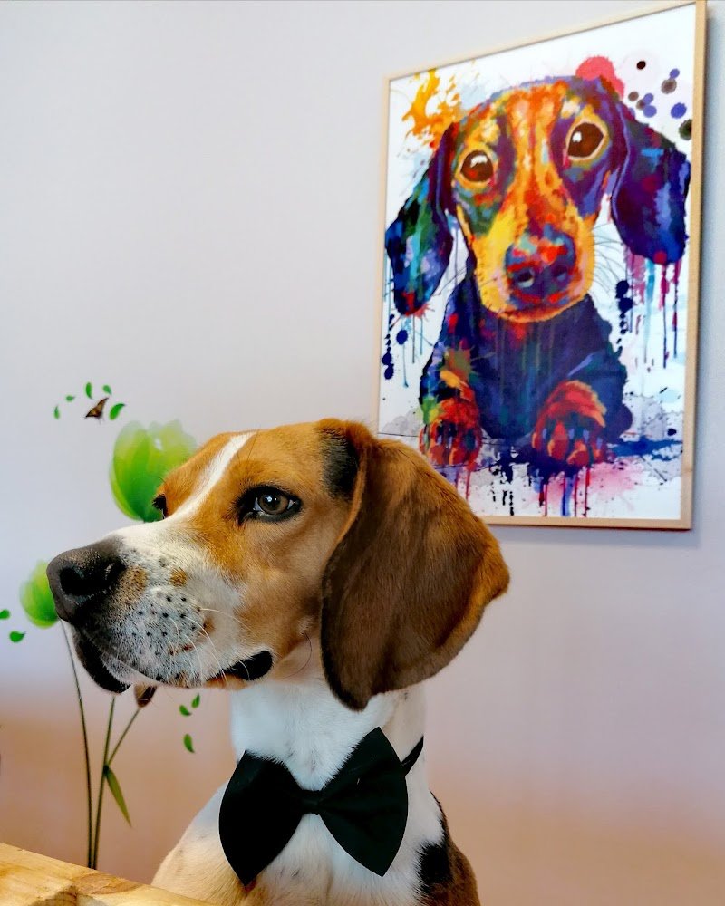 Pet Box Toelettatura - Foto 6