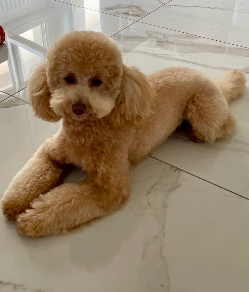 Pet Care Spa Livorno - Foto 4