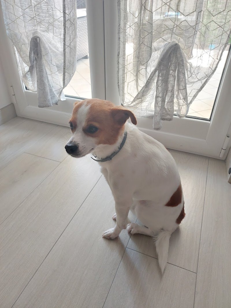 Pet Center Toelettatura da Dora - Foto 2