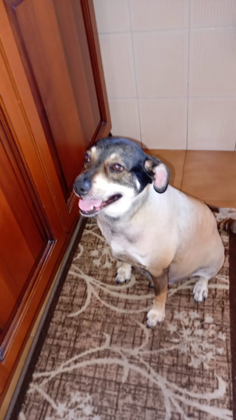 Pet Center Toelettatura da Dora - Foto 4