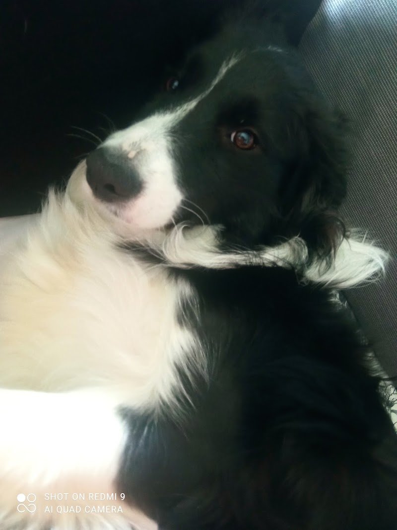 Pet Center Toelettatura da Dora - Foto 6