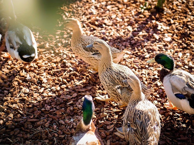 Pet City - Trapani - Foto 2